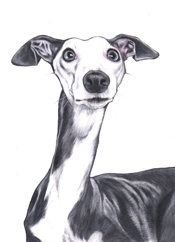 Whippet drawing custom drawing commission a whippet drawing