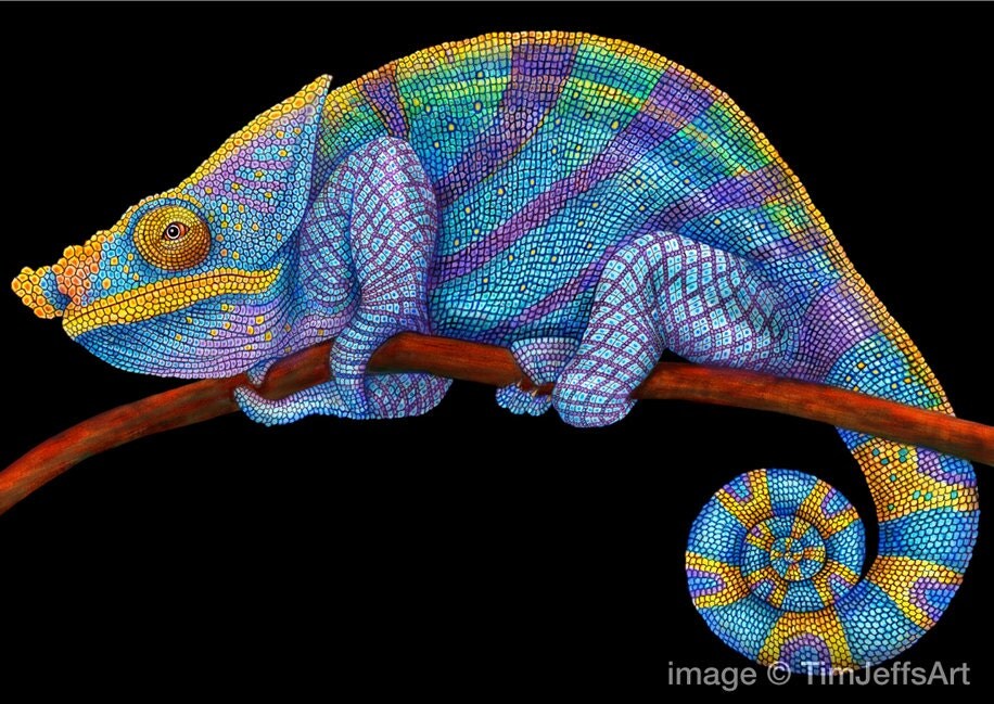 Parson's Chameleon Colored Pencil Drawing