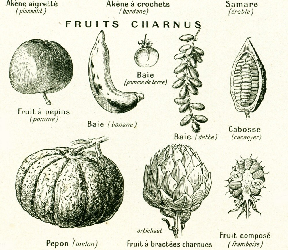 1922 Types de fruits planche botanique identification fruits