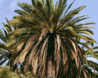 Phoenix Canariensis - 10 Seeds - Canary Island Date Palm
