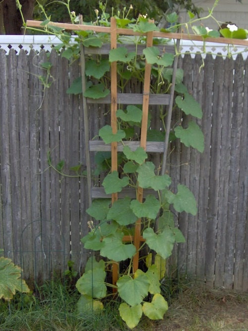 Climbing Zucchini Seeds Patio Summer Squash Seeds by nurseryseeds