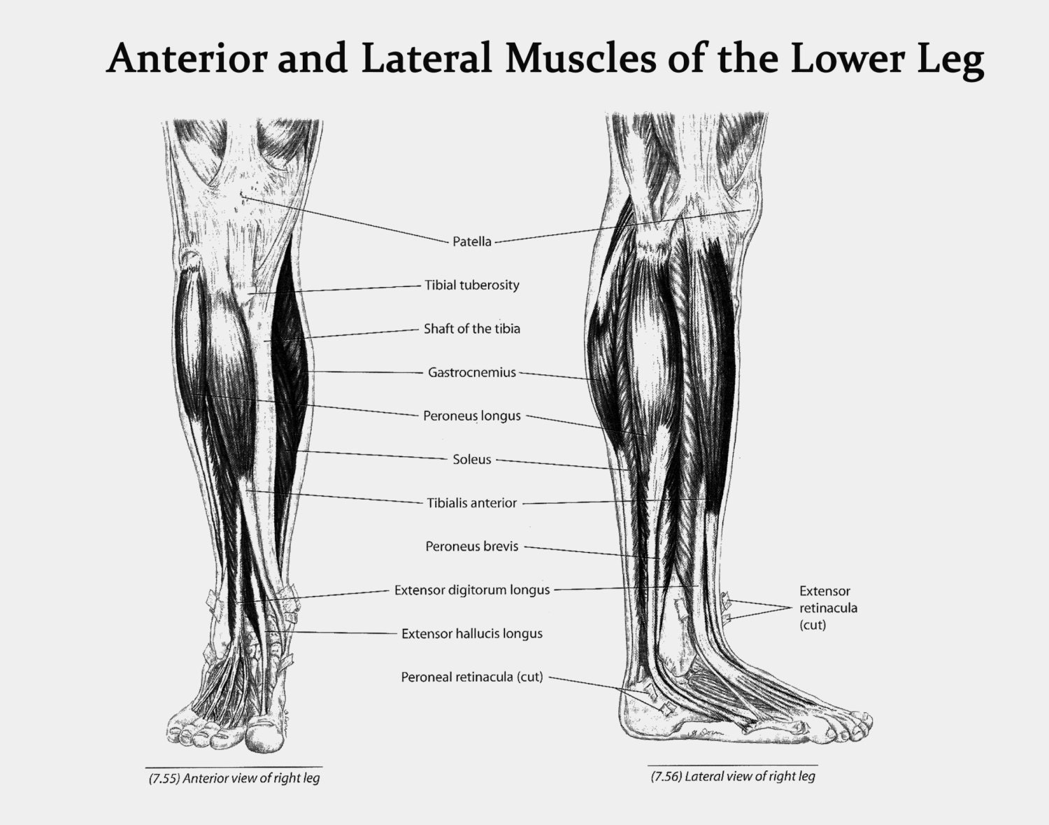 Muscles of the Lower Leg Anterior and Lateral View - Art Print - Poster