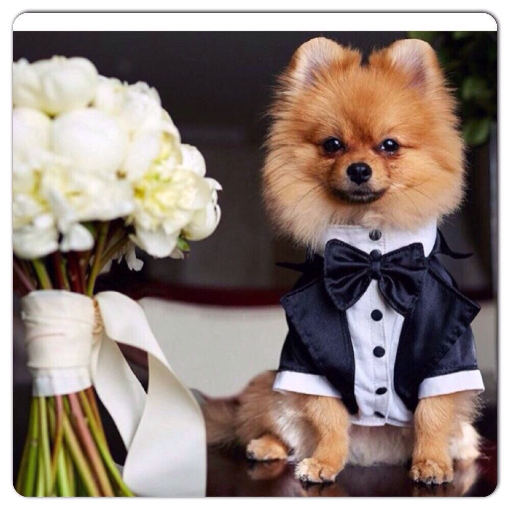 Wedding tuxedo for dogs Formal dog tuxedo Custom made dog suit