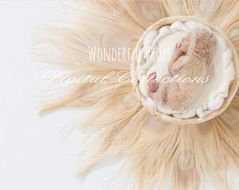 Digital Newborn Photography Cream Feathers Nest Prop Backdrop -SET of 4 Pictures as shown