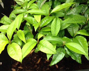 1 Live  purple Star Apple Caimito Chrysophyllum Fruit Plant , Cay Vu Sua 3 To 6 Inches -  m44