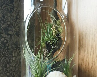 Large Capsule Glass Orb Tillandsia Terrarium by Zentilly©