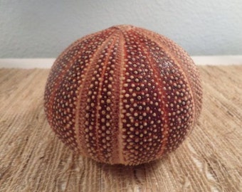 English Channel Sea Urchin Shell- Coastal Beach Decor,Nautical Display, Beach Decor, 4 - 5" Sea Urchin, Large to Extra Large