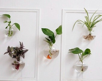 A set of 5 empty bubble shape glass wall terrariums// indoor wall planters// wall bubble bowl//wall gardens//backdrop wall art decorated