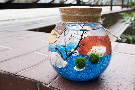 Marimo Terrarium Kit With Moss Ball Blue Glass Gravel Sea