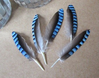 Blue Jay Feathers