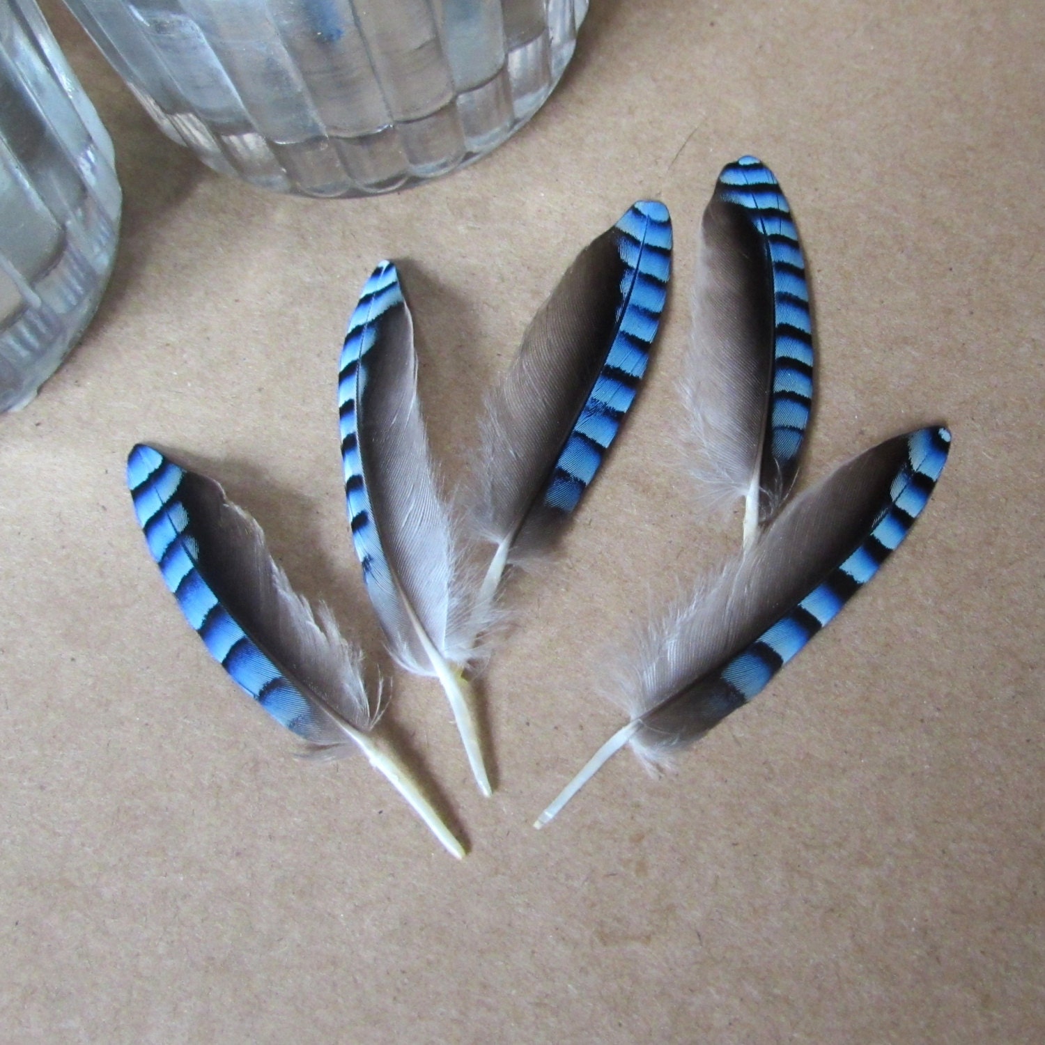 Blue Jay Feathers