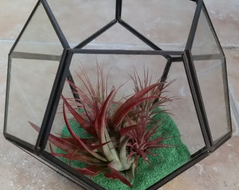 Hexagon Glass Terrarium / Tillandsia / Red Abdita / Small Ionanthas / Hand Made Home Decor / Living Art