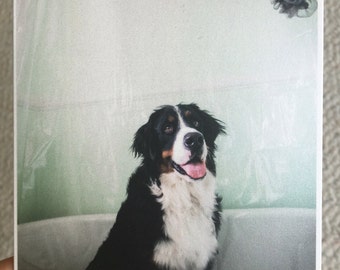 Bernese Mountain Dog Blank Greeting Card | Card for the Dog Lover | Shimmer Card Stock | Cute Pet Cards | Birthday Sympathy Friendship Card
