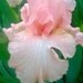 Judy Kelly