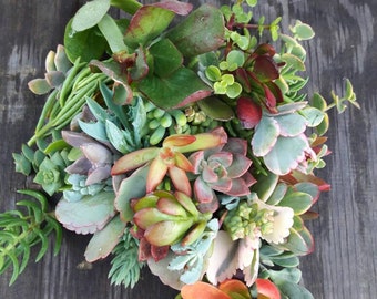 15 Succulent Cuttings