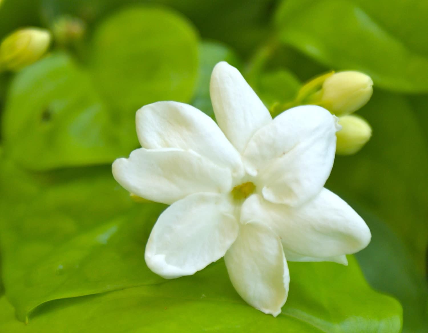  Jasminum Sambac Jasmine Maid of Orleans Live