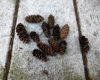 Pinecones 50 Mini Pine Cones Rustic Country Decoration Tiny Miniature Real Pinecones pine cone fall autumn trees nature small lot bulk