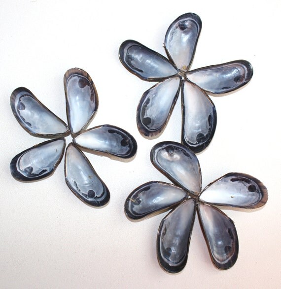50 Small Mussel Shells Seashell Crafts Beach Crafts