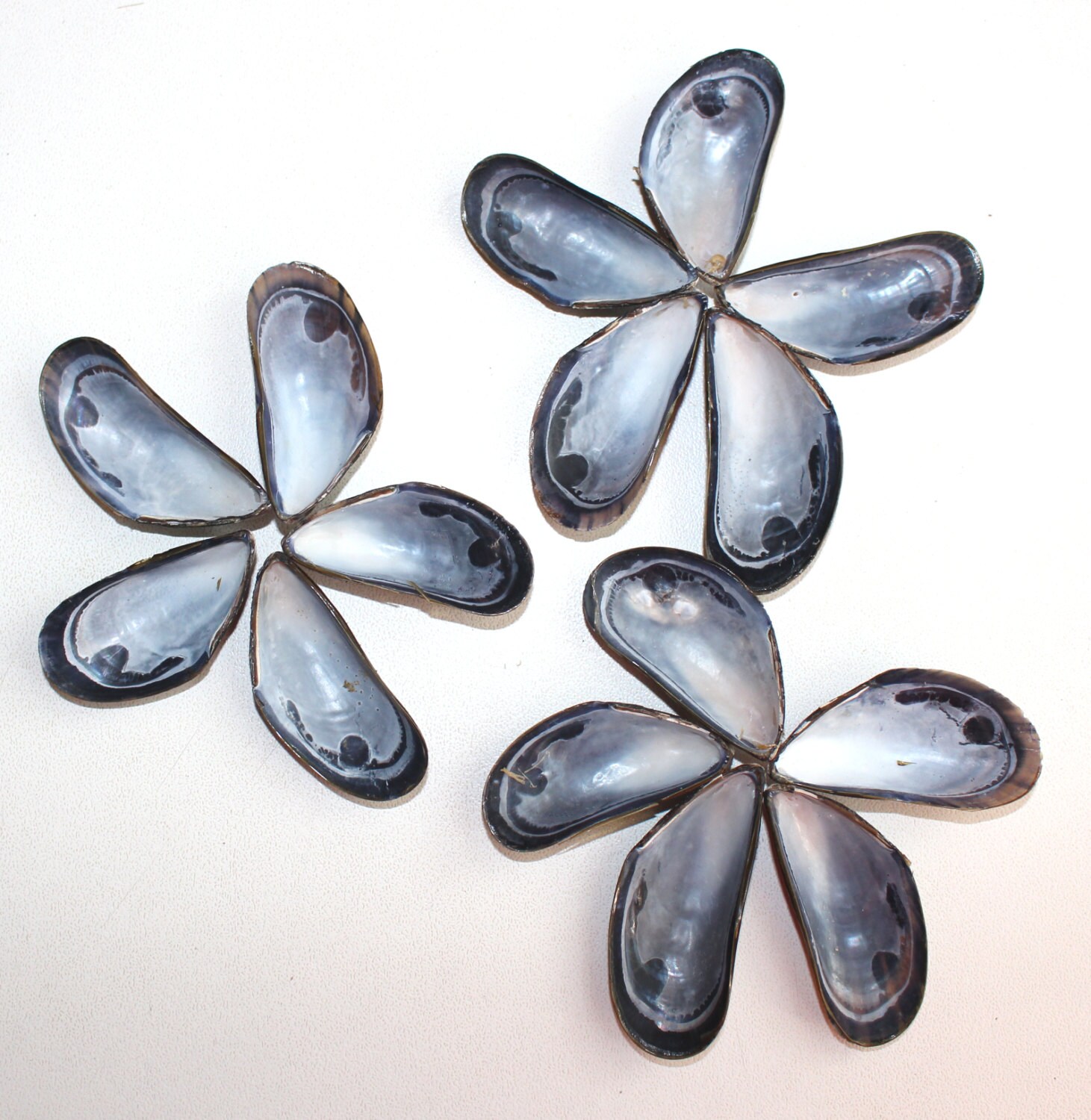 50 Small Mussel Shells Seashell Crafts Beach Crafts