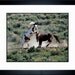 Shaman and Commander Fighting Wild Mustang Fine Art Photograph