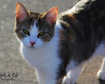 cat photo card, photo note card, blank card, Kitty photo card, cat photography, cat card, cat Stationary, greeting card, Fall, autumn