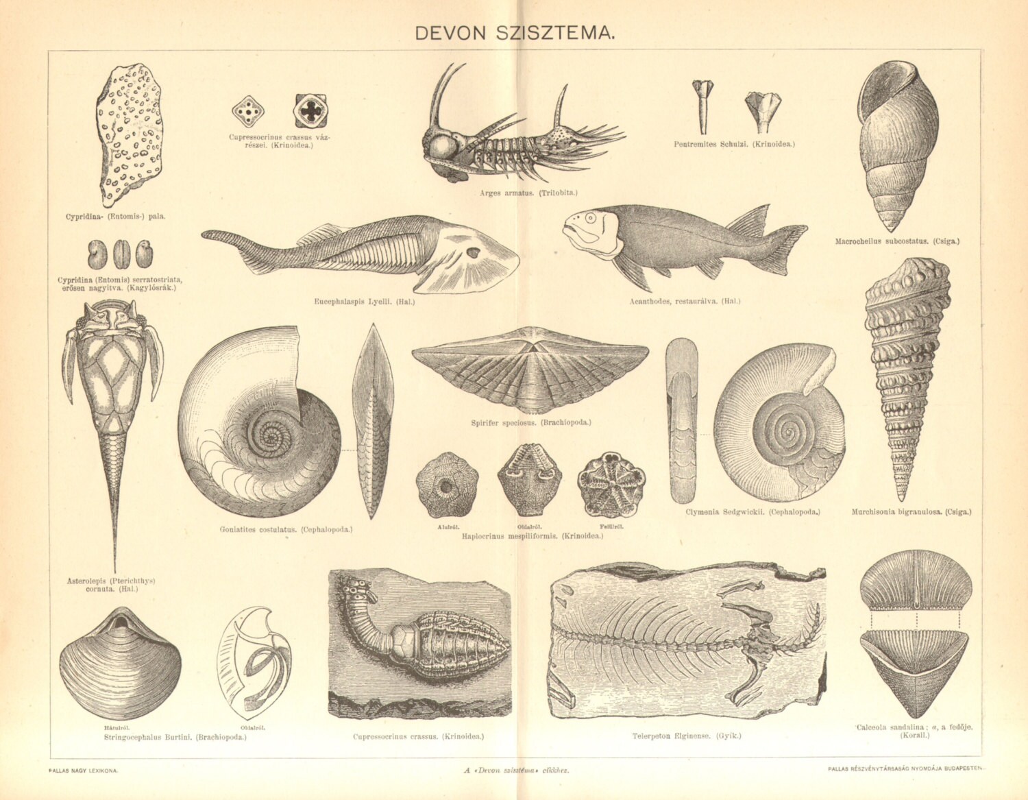 1895 Fossils Paleozoic Era Devonian Period Ostracods