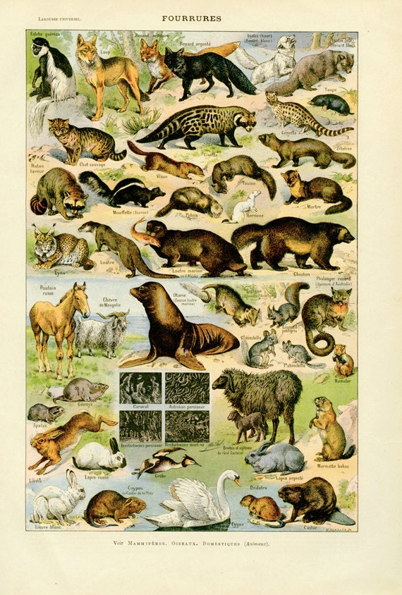 1922 Vintage animal poster furry animal print animal decor