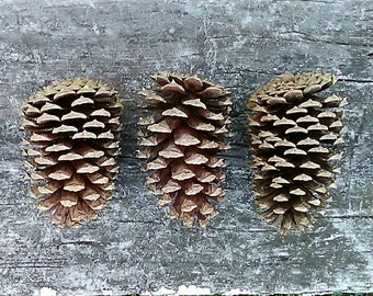 Pine Cones - Natural Rabbit Toys - Natural Pet Treats - Natural Pet Toys - Organic Pet Chews - Pet Toys - Rabbit Treats - Natural Pet Chews