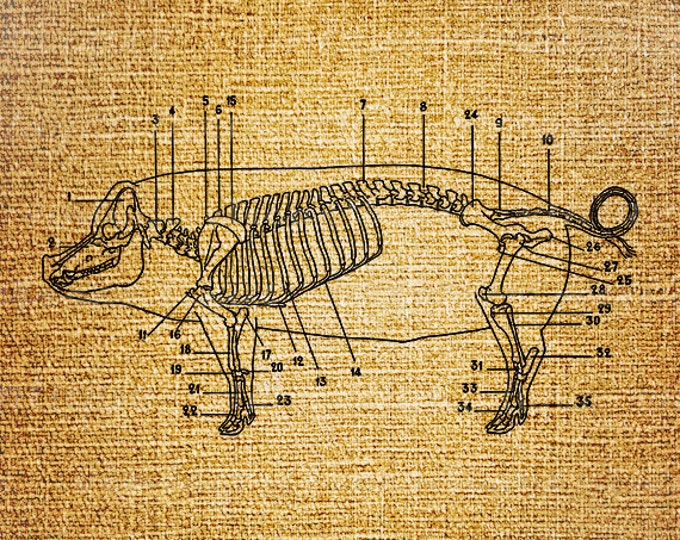 Digital Image Pig Skeleton Diagram Printable Graphic Animal Illustration Download Vintage Clip Art Jpg Png Eps HQ 300dpi No.1915