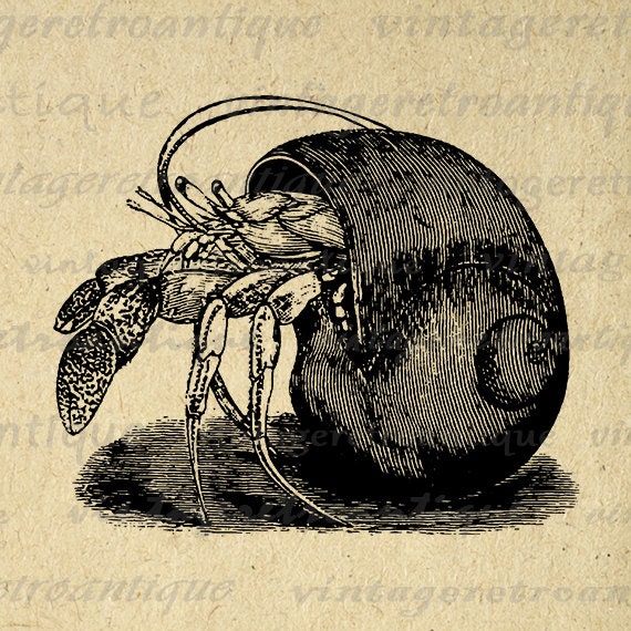 Printable Hermit Crab Digital Download by VintageRetroAntique