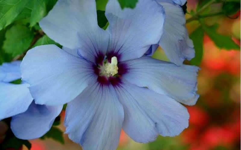 Rose of Sharon Seeds BLUE BIRD Hardy Perennial Flowering