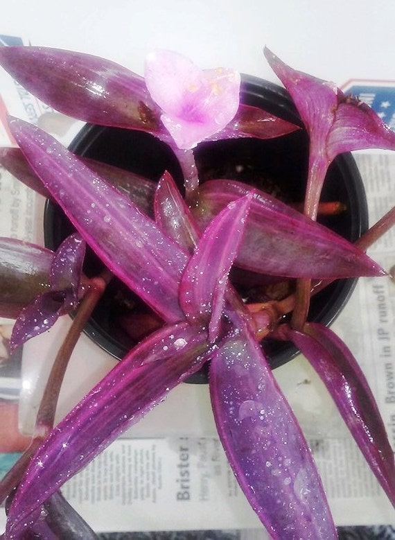 Variegated Purple Heart Setcreasea 4 Well Rooted Plants 