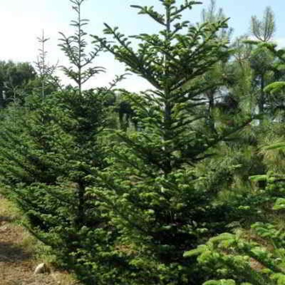 Fraser Fir 20 Seeds A very stout and robust tree that works
