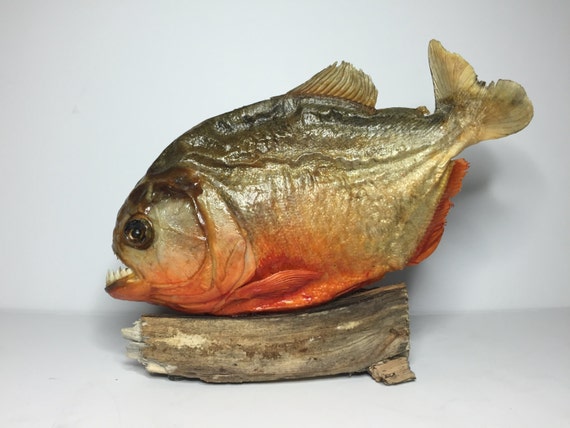 HUGE 9 Taxidermy PIRANHA 23cm Dry Red Bellied Piranhas