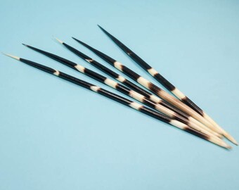 FIVE (5) African Porcupine Quills #1: Large (9"-11") (184-02L)