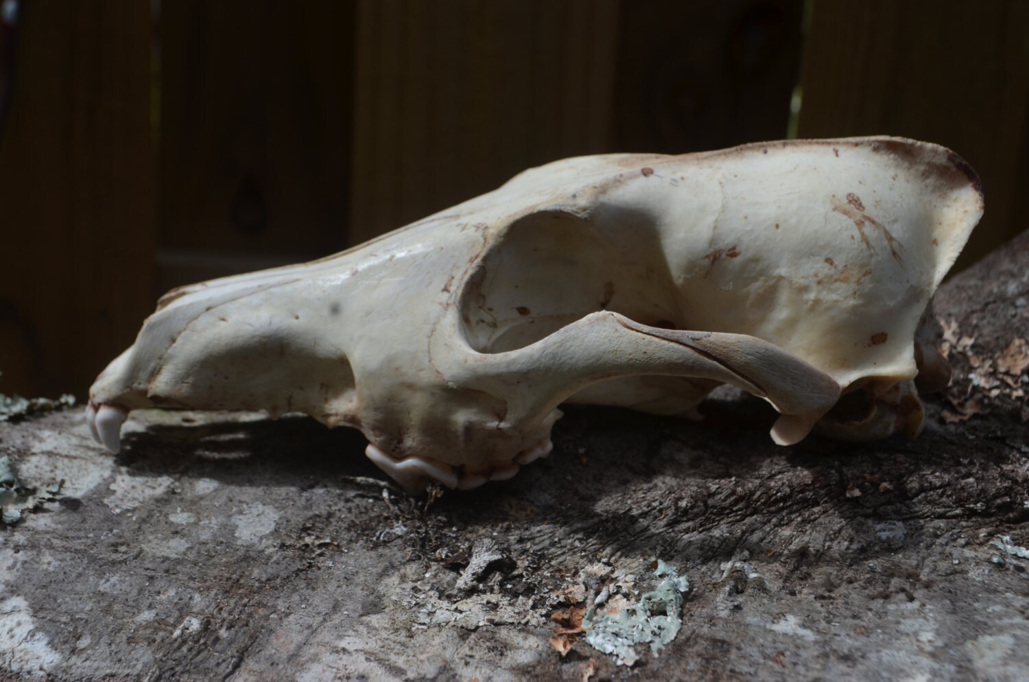 coyote skull coyote skull