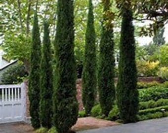 Italian Cypress Cupressus Sempervirens