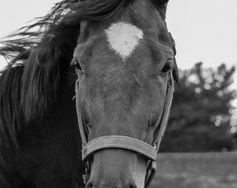horse photography black and white horse photo 8x10 11x14 16x20