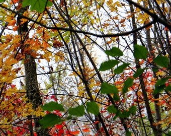 Color of Fall / Autumn colors