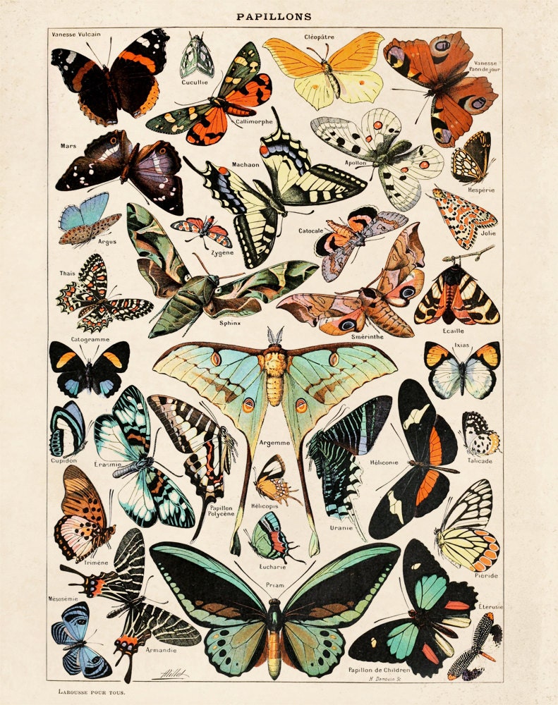 Butterfly Diagram 3 Papillons Poster Vintage Reproduction. Le
Vintage Butterfly Chart
