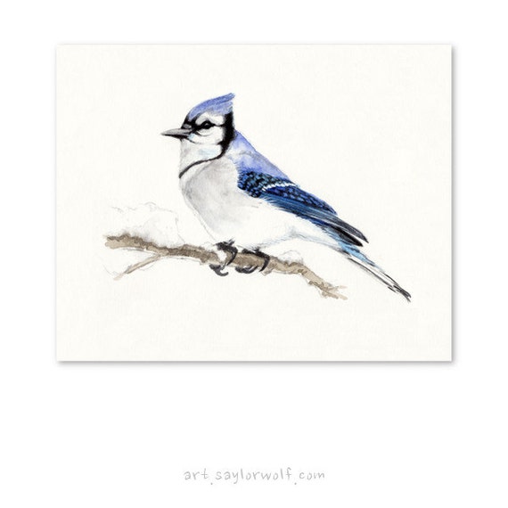 Winter Blue Jay Fine Art Print of by SaylorWolfWatercolor on Etsy