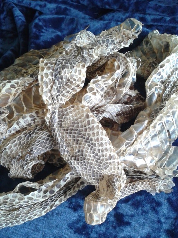 gaboon viper skin shed pieces less than two feet bitis