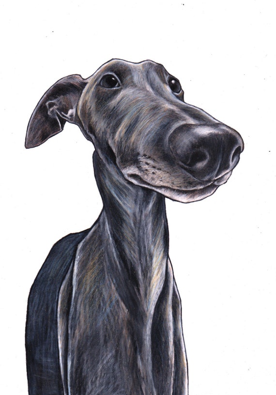 Greyhound art custom drawing commission a by JimGriffithsArt