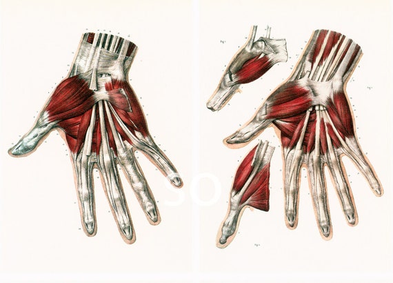 11 X 14 Anatomy Fingers Hand Muscles Tendons Finger