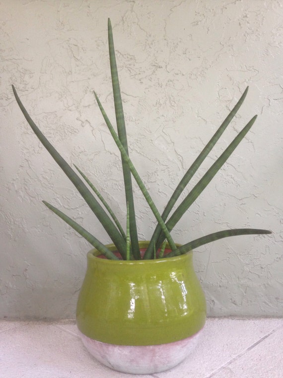 Sansevieria cylindrica African Snake Plant