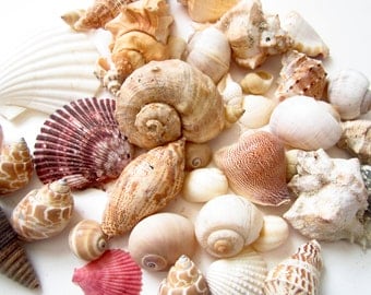 White Sea Shell Mix-Beach Wedding Decor-Sea by MermaidCoveGiftShop