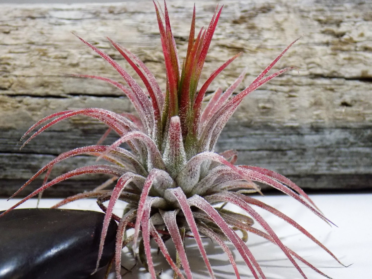 Ionantha Fuego Tillandsia Air Plant Tropical Terrarium