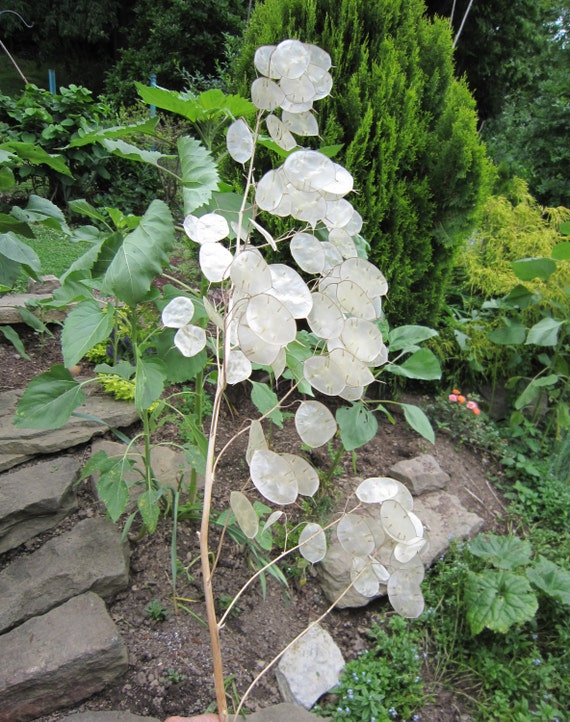 Items Similar To Money Tree Plant Silver Dollar Lunaria Honesty Natural ...