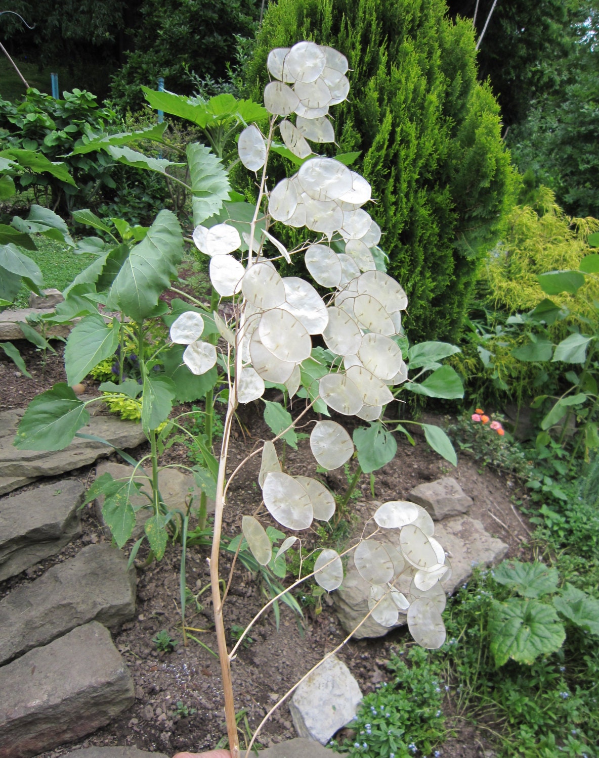 Money Tree Plant Silver Dollar Lunaria by