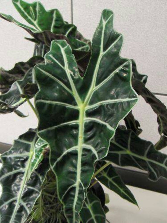 Poly elephant ear plant information